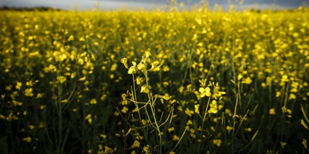 CP - Canola farm