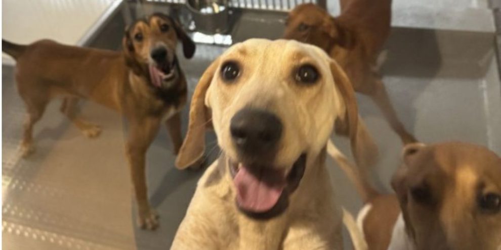 Ontario to ban research testing on dogs and cats, premier says