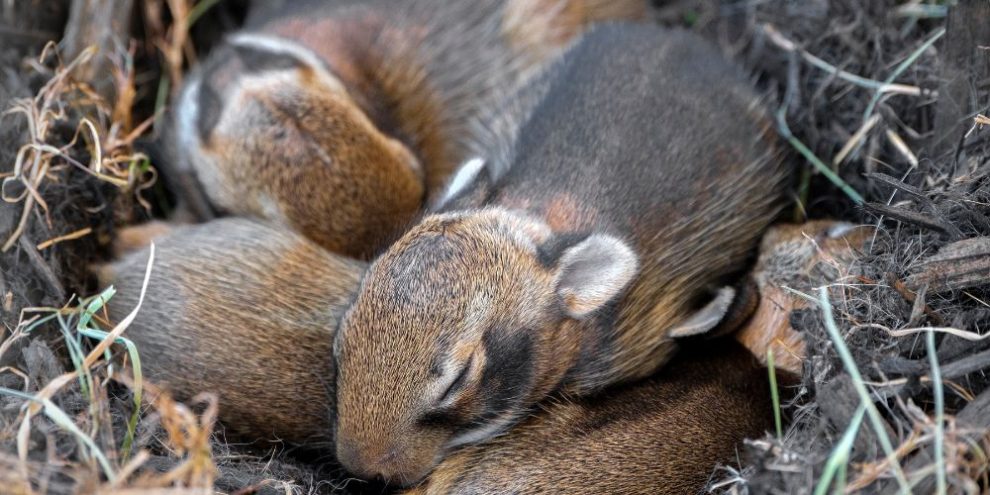 baby rabbit without mother