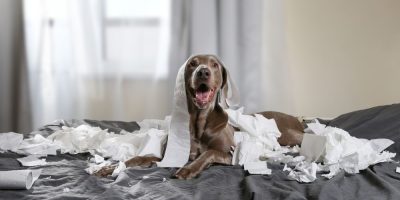 Reset your pet's routine