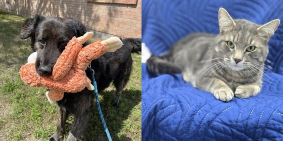 “Furever Homes” event offers discounted adoptions at Ontario SPCA centres