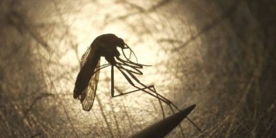 First human case of West Nile in 2025 identified in County of Simcoe