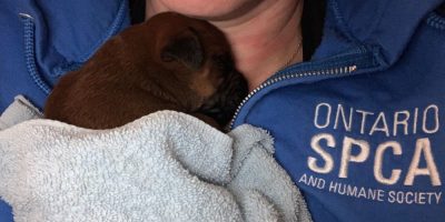 Ontario SPCA holding pup
