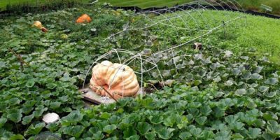 AP - Giant pumpkin