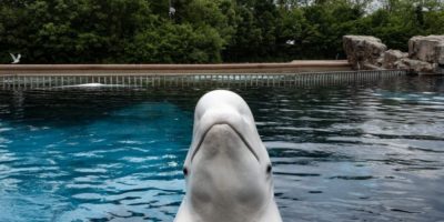 'It's just terrible over there,' Premier Doug Ford says of Marineland