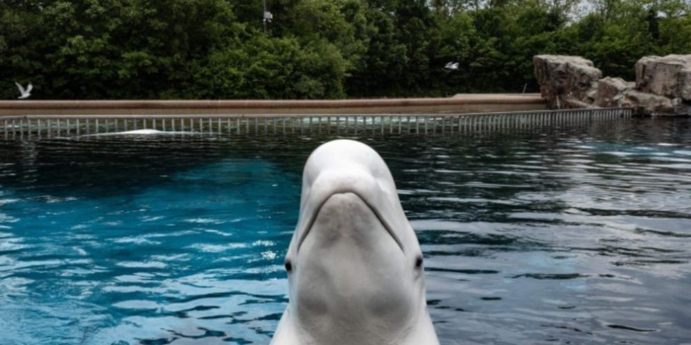 'It's just terrible over there,' Premier Doug Ford says of Marineland