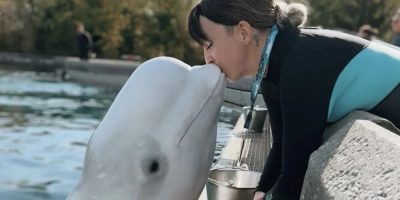 'We need to get them out': Beluga trainer fired by Marineland speaks out