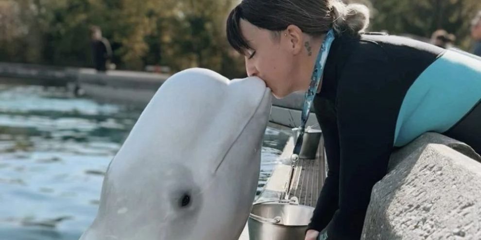 'We need to get them out': Beluga trainer fired by Marineland speaks out