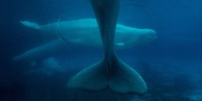 Ottawa denies Marineland request to export its remaining beluga whales to China