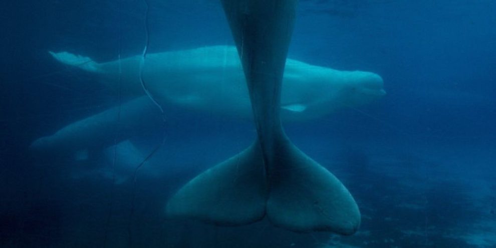 Ottawa denies Marineland request to export its remaining beluga whales to China