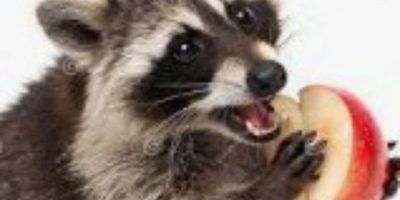Masked bandit makes good their escape from Barrie police