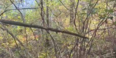 Crews battling large wildland fire in Gravenhurst area