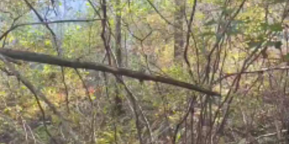 Crews battling large wildland fire in Gravenhurst area