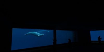 Marineland's request for federal funds to care for belugas 'inappropriate': minister