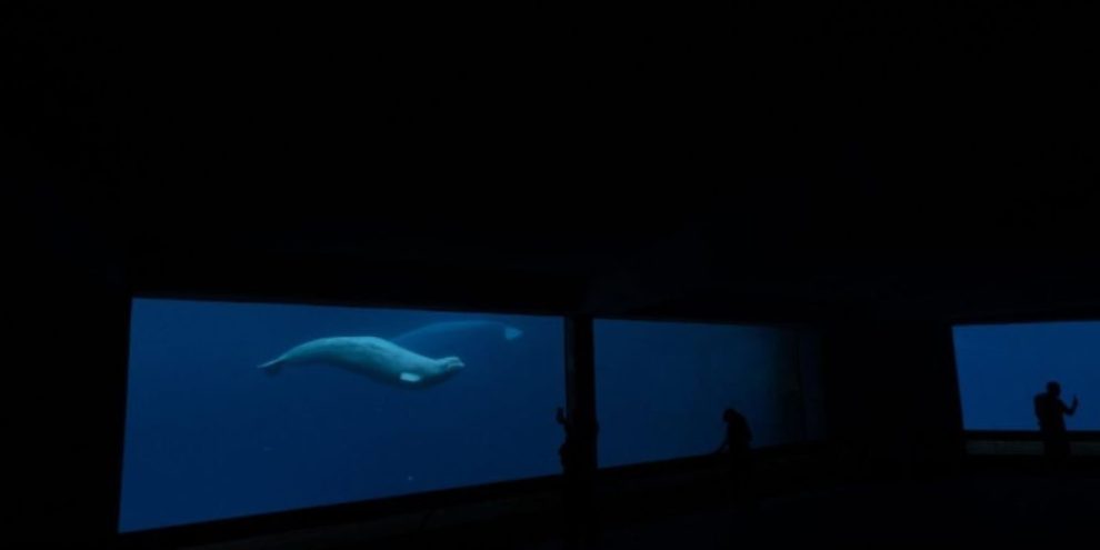 Marineland's request for federal funds to care for belugas 'inappropriate': minister