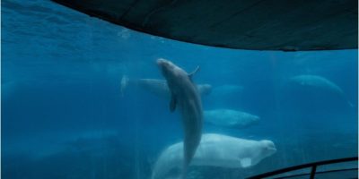 Marineland asks Ottawa for emergency cash to feed whales — or euthanasia imminent