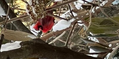 AP - Cardinal snow branch