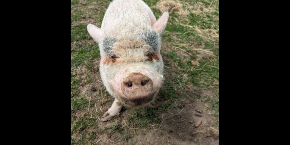 Ralphy's Animal Sanctuary in Wyevale seeks volunteers to help build a much-needed animal hospice