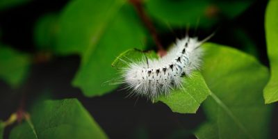 hickory cassock caterpillar