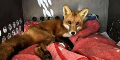 Severely injured fox in Tottenham was shot: OPP