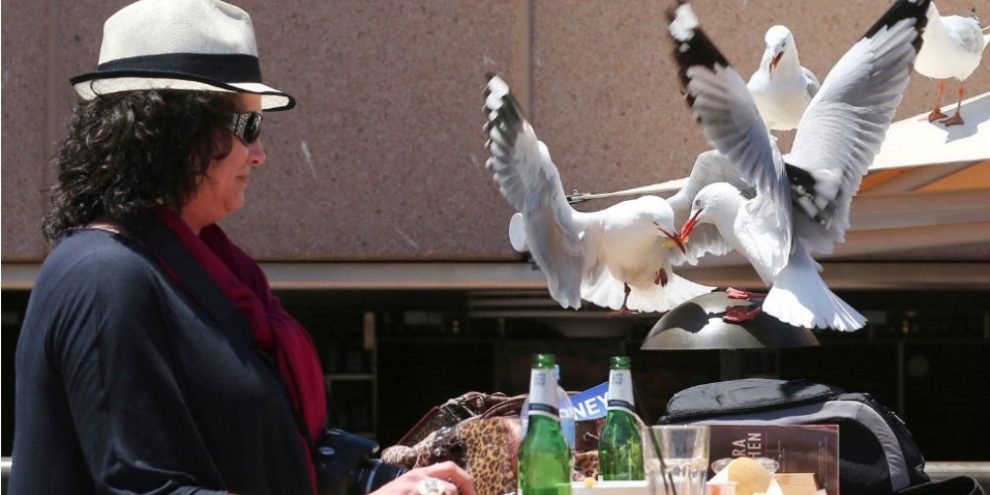 Food-snatching seagulls are more likely to leave you alone if you shout at them, researchers say