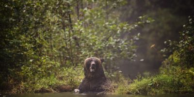 Officers believe sow with cubs was involved in B.C. bear attack on students, teachers