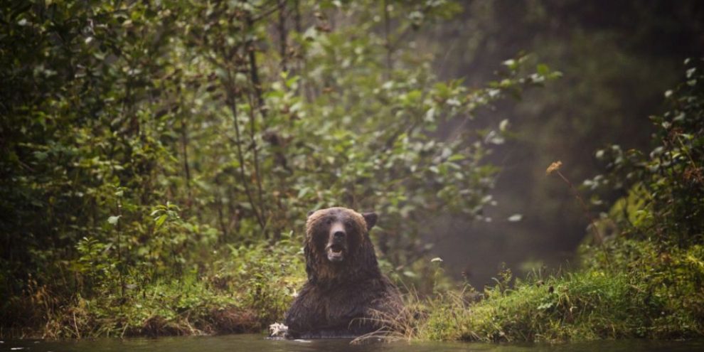 Officers believe sow with cubs was involved in B.C. bear attack on students, teachers
