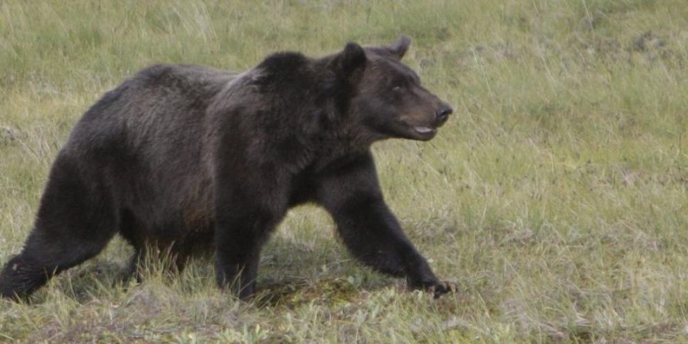 Pupils flee as grizzly attacks elementary class in B.C., injuring 11, some critically