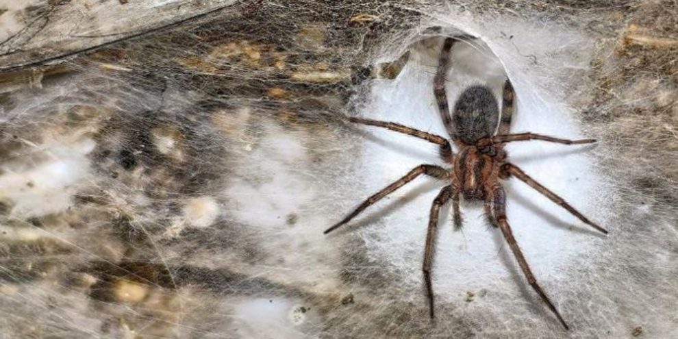 Arachnid super-web reveals the surprising 'constant party' life of cohabiting spiders