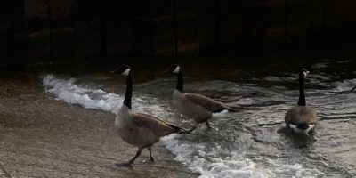 Canadian goose tests positive for bird flu at Tottenham Conservation Area