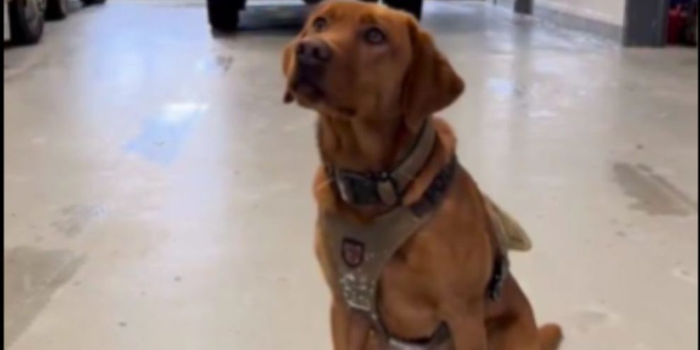 New canine cop joins Barrie police ranks