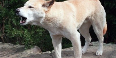 Dingo pack surrounded Canadian found dead on beach, Australian police say