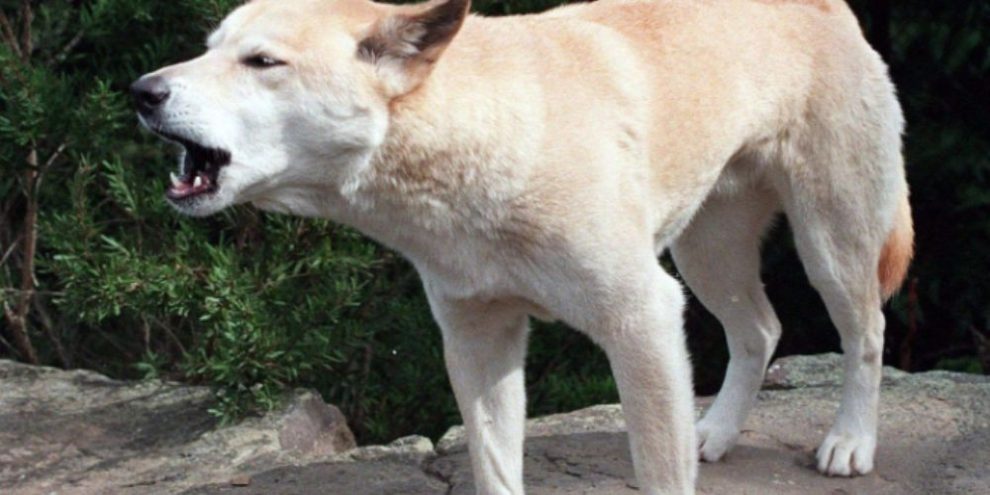 Dingo pack surrounded Canadian found dead on beach, Australian police say