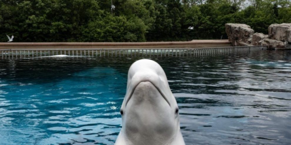 Marineland now seeking permits to ship remaining belugas to U.S.: sources