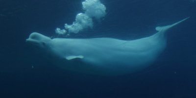 Ottawa gives conditional approval for Marineland to export remaining belugas to U.S.