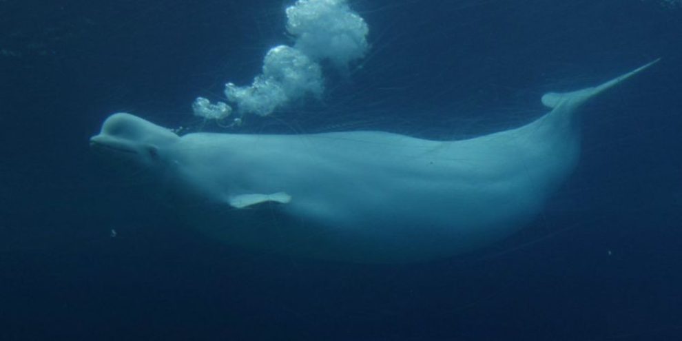 Ottawa gives conditional approval for Marineland to export remaining belugas to U.S.