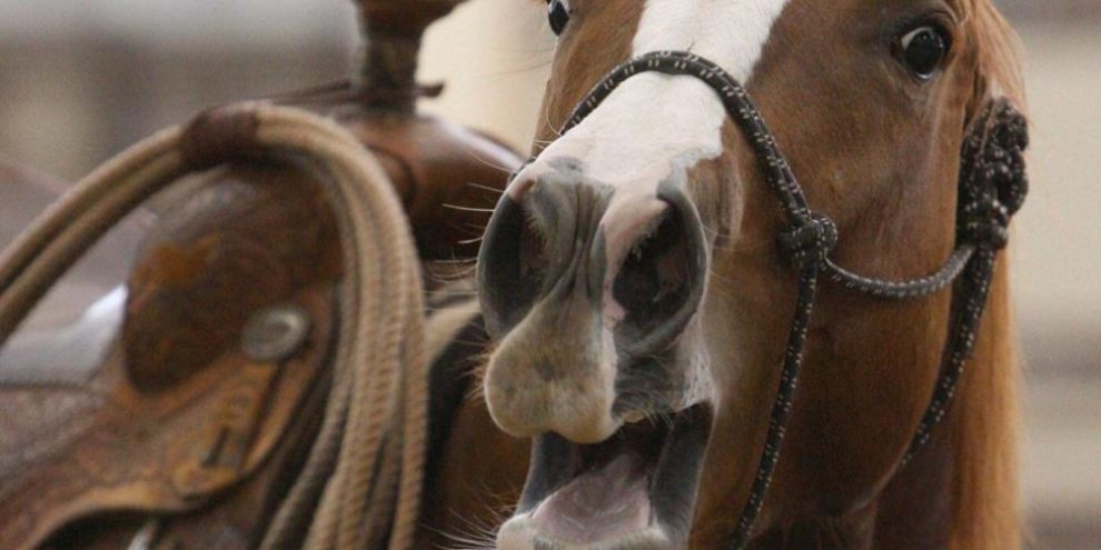 A horse's neigh may be unique in the animal kingdom. Now scientists know how they do it