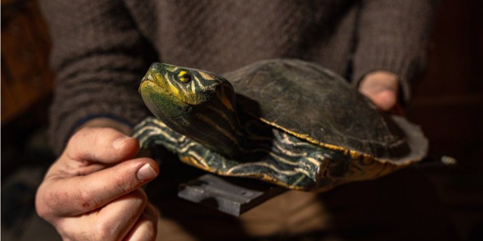 Why a turtle die-off has this Ottawa researcher worried about warming winters