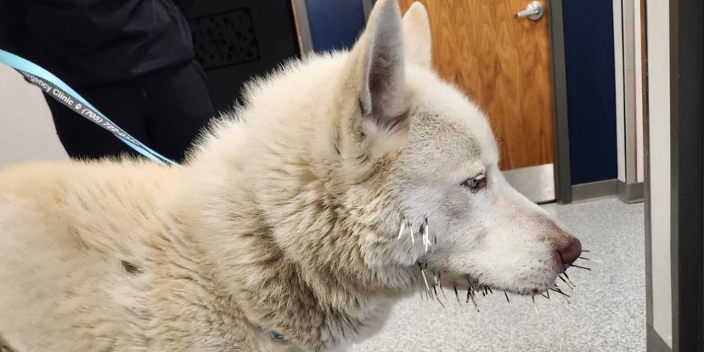 Injured husky rescued by OPP after encounter with porcupine in Tay Township