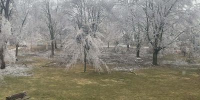 Ice-covered tree branches and storm damage visible in St. Vincent Park in Barrie following the March 2025 ice storm.