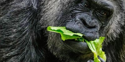 Fatou, the world’s oldest gorilla in captivity, eats vegetables during her 69th birthday celebration at the Berlin Zoo.