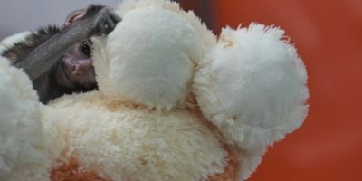 Yuji, a baby patas monkey, clings to a stuffed dog for comfort while being cared for at Guadalajara Zoo
