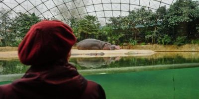 Monika Jansen looks at a hippopotamus during a guided dementia-friendly tour at the Berlin Zoo in March 2026