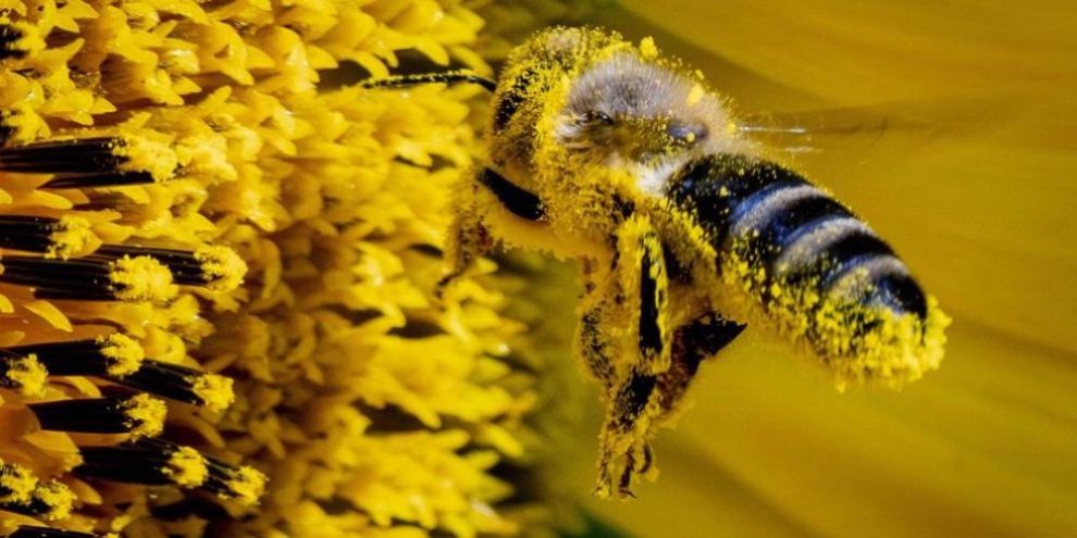 Meet neffy: Health Canada approves epinephrine nasal spray for anaphylaxis