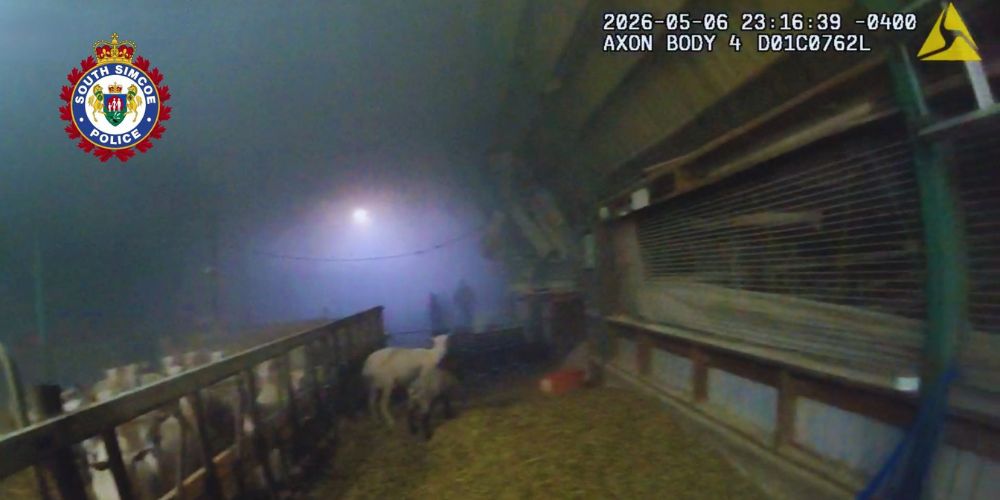 VIDEO: SSP officer saves livestock from Innisfil barn fire