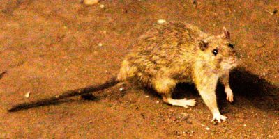 Rat walking along subway tracks, illustrating rodent-borne diseases like hantavirus