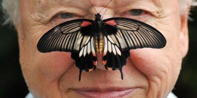 David Attenborough smiling with a butterfly on his nose during a wildlife event at London Zoo.