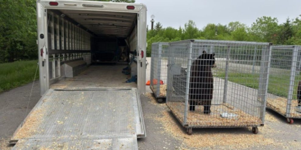 Twelve black bears being transported from Marineland in Niagara Falls, Ontario, to a wildlife sanctuary in Colorado as part of a relocation effort.