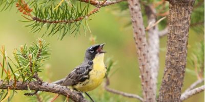 Kirtland’s Warbler (Image: Kirtland’s Warbler Conservation Team – Photo: Brandan Ward)