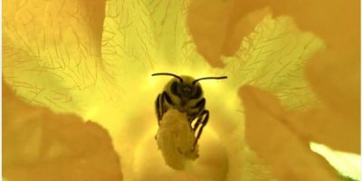 Bee pollinating a flower in a garden. Image provided.